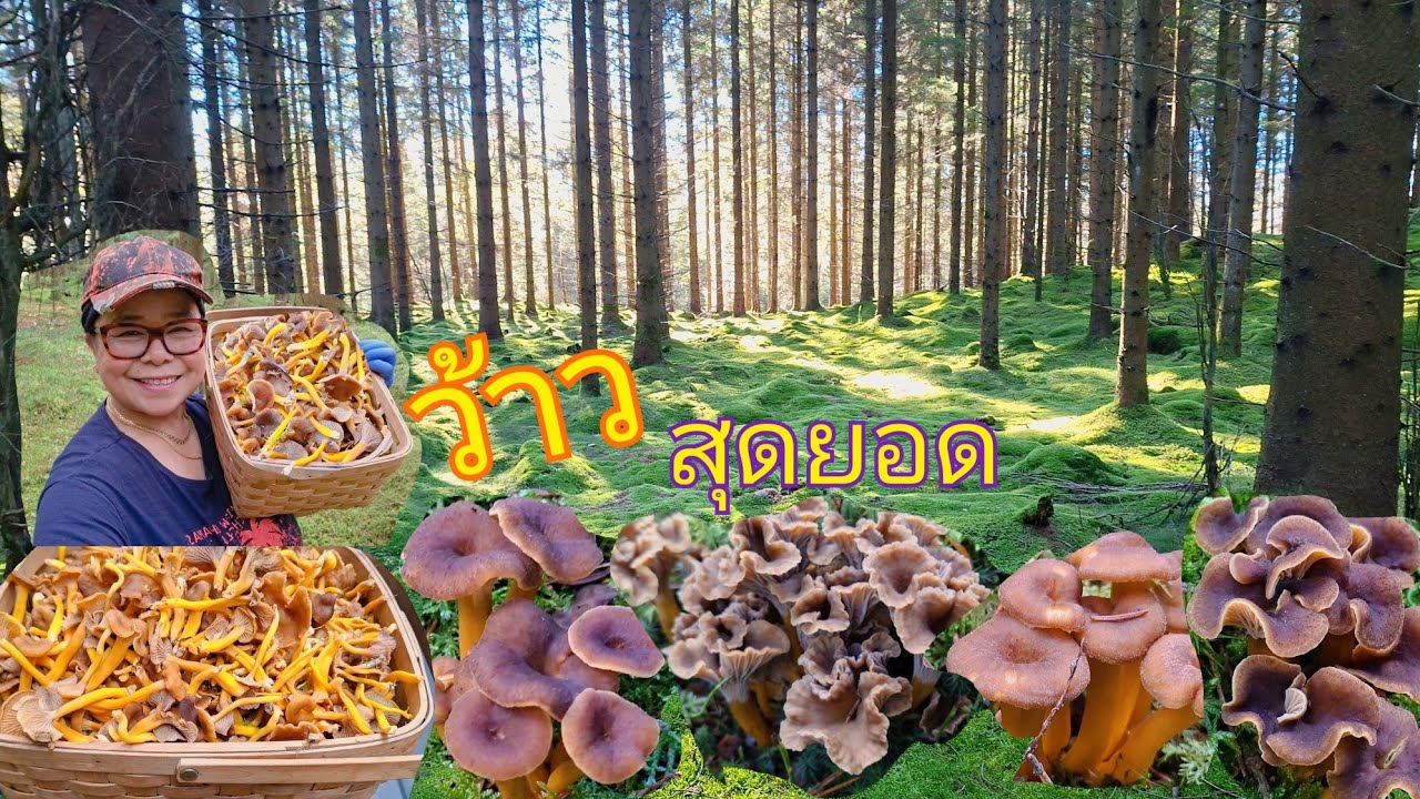 ว้าวเห็ดดำมาตรึม😲 เก็บเพลินเก็บมันส์กับป่าข้างบ้านสวีเดนตอนใต้ ในบรรยากาศสุดฟิน🍄‍🟫🇸🇪🌲🌳