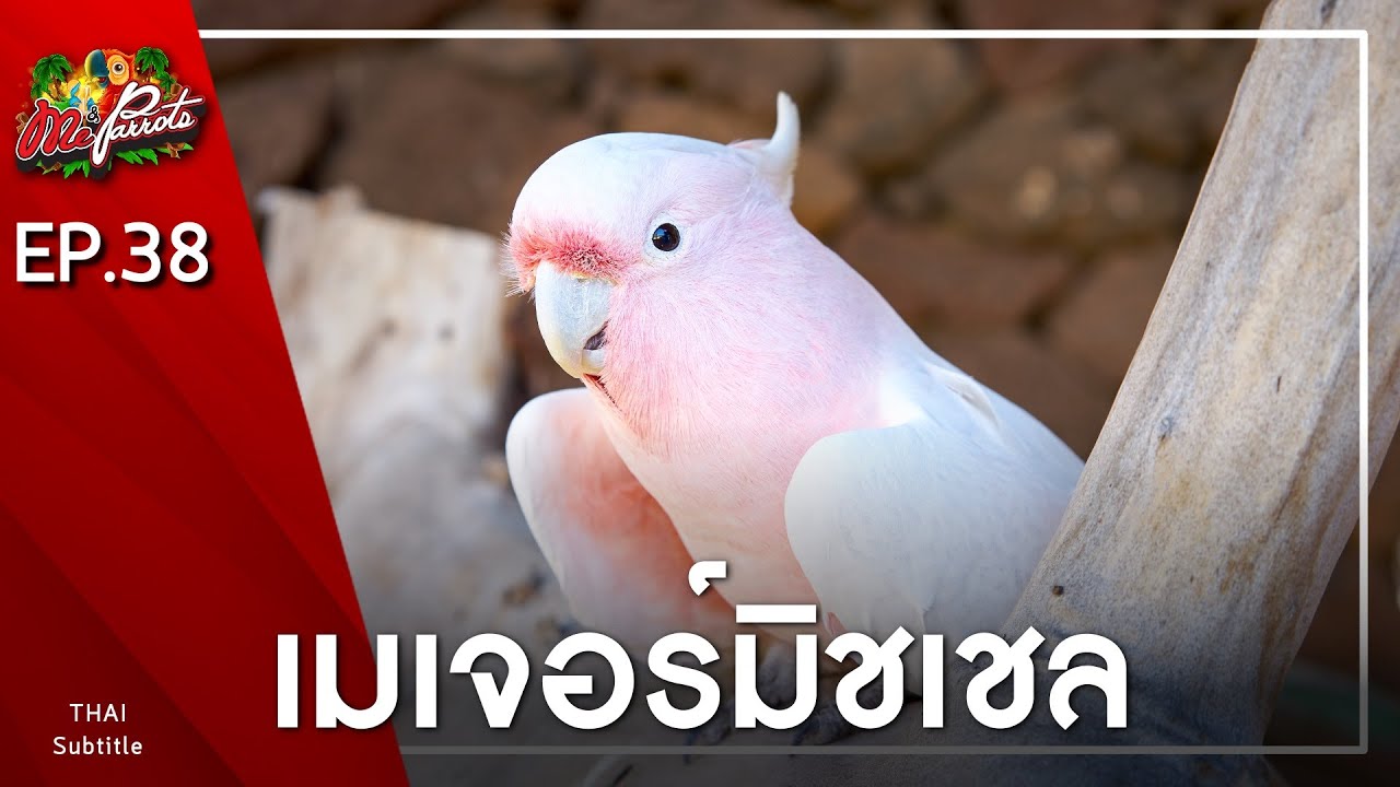 EP38.เมเจอร์มิชเชล