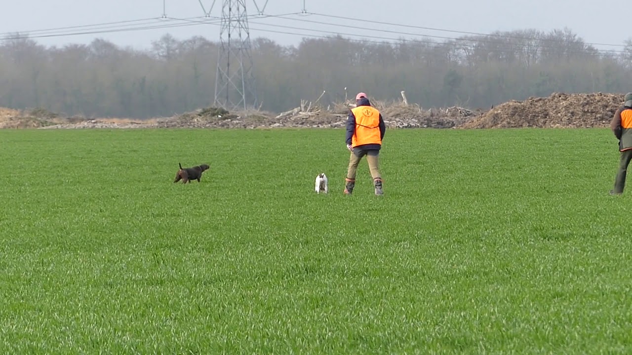 Field-trial de GARCELLES-SECQUEVILLE le 14 mars 2021 .
