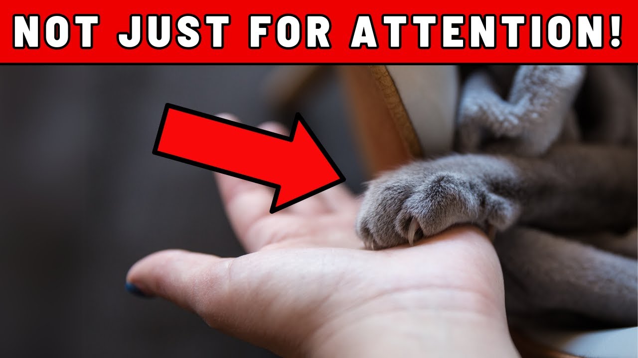 If Your Cat Puts Their Paw on You, THIS Is What They’re Saying!