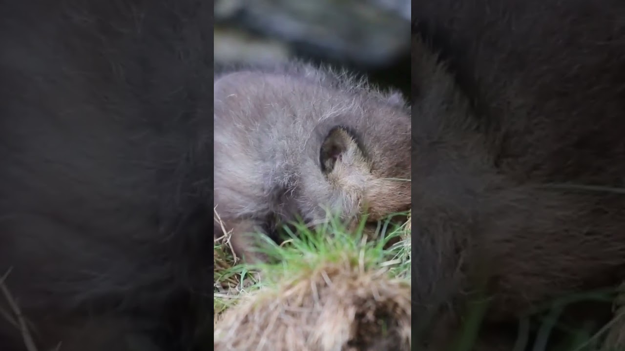 Little fox cub calling mum. #babyfox #shorts #nature #wildlife