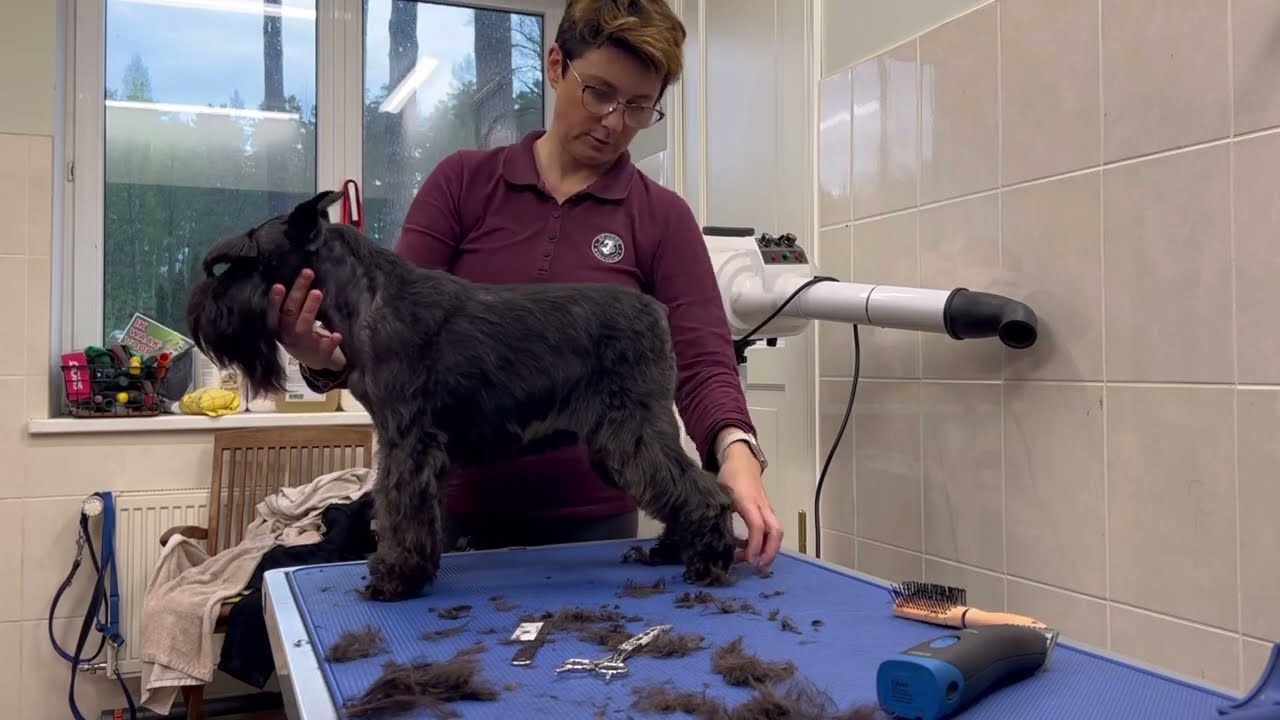 Miniature schnauzer stripping, washing, grooming.