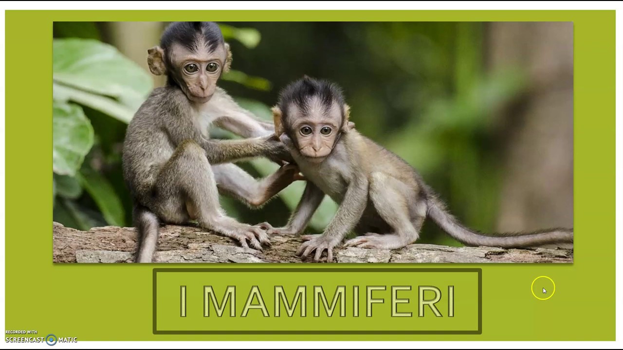 MAMMIFERI