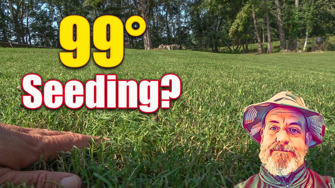 Lawn Seeding Tips - Full Week of Seeding Everything
