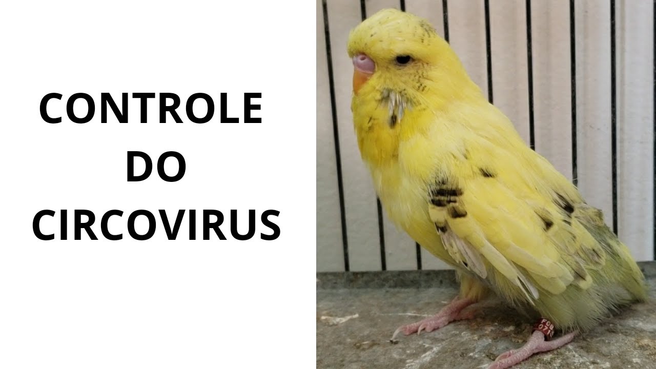 COMO CONTROLAR O CIRCOVÍRUS NO PLANTEL - MUDA FRANCESA OU DOENÇA DE BICO E PENAS