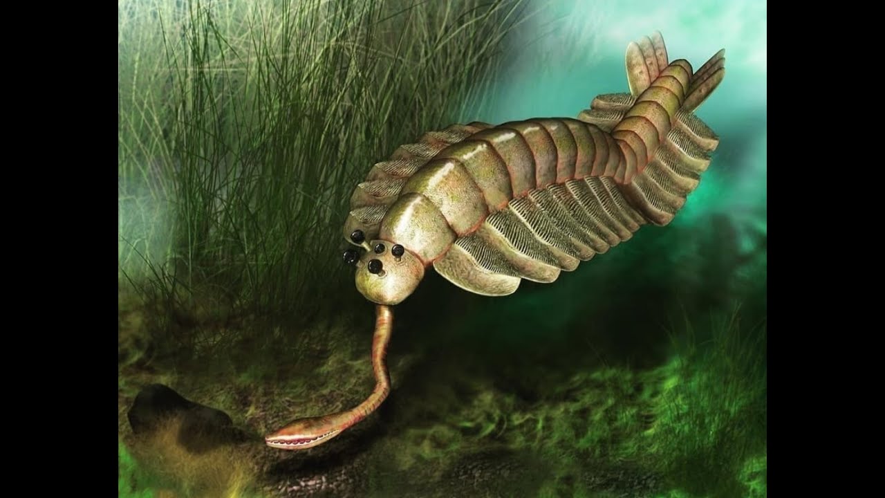 Tribute to opabinia