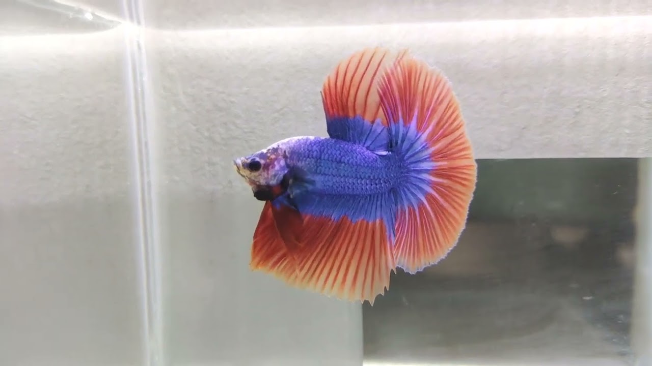 Halfmoon Mascot Betta | Betta Fish | Grooming