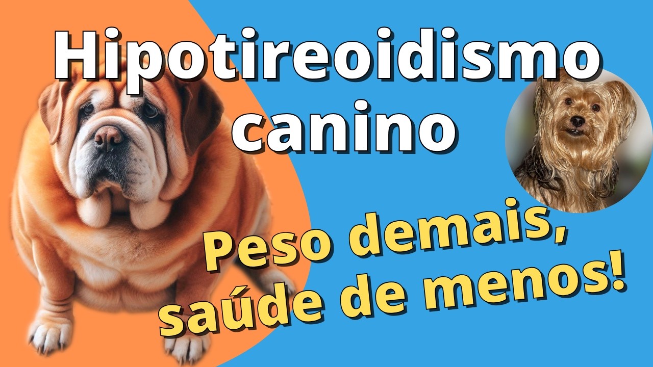 Hipotireoidismo canino Doença Silenciosa ENTENDA!