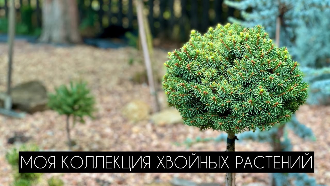 Моя коллекция хвойных растений.