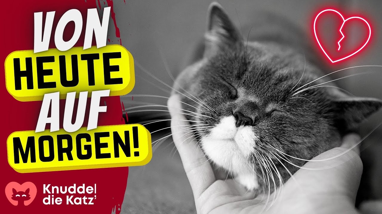 Deshalb sterben Katzen manchmal ganz plötzlich