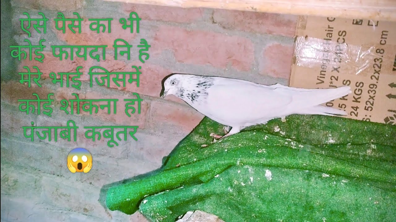 😱10 से 12 घंटे तक उड़ने वाली पंजाबी कबूतर #vairal #pigeon 