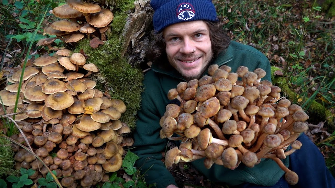 Im Wald der Riesenpilze! Pilze sammeln im November 2025