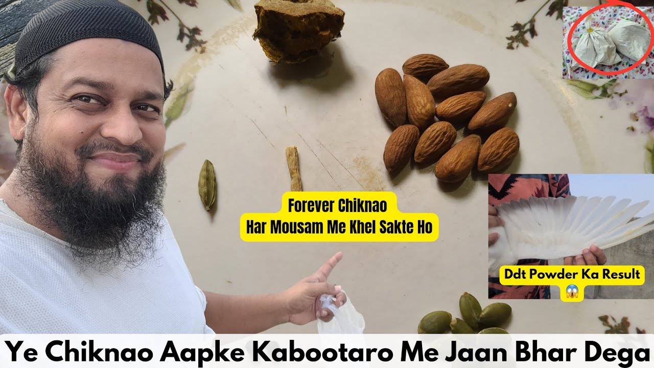 All in One Chiknao + Pani || Ladne Wale Kabutar Ka Super Hit Khel ||@pigeonscarefactory5328