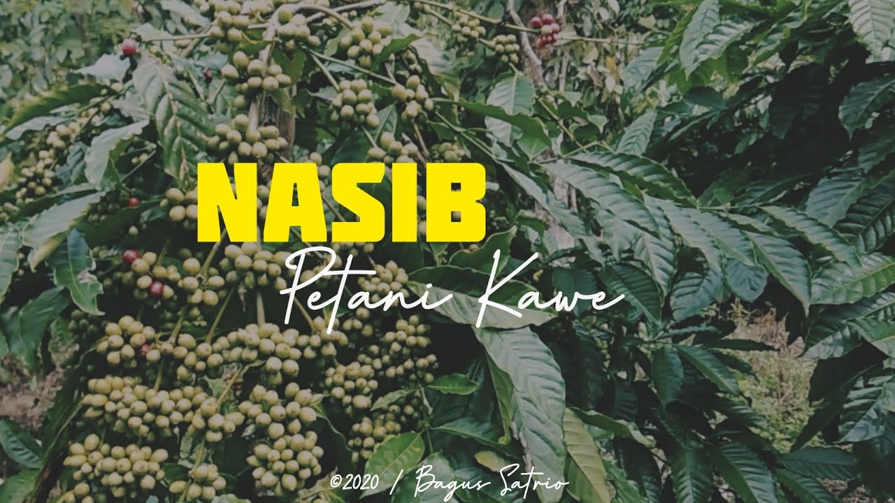 NASIB PETANI KAWE || LAGU DAERAH JEME KITE (Vidio lirik lagu daerah Sumatra Selatan)