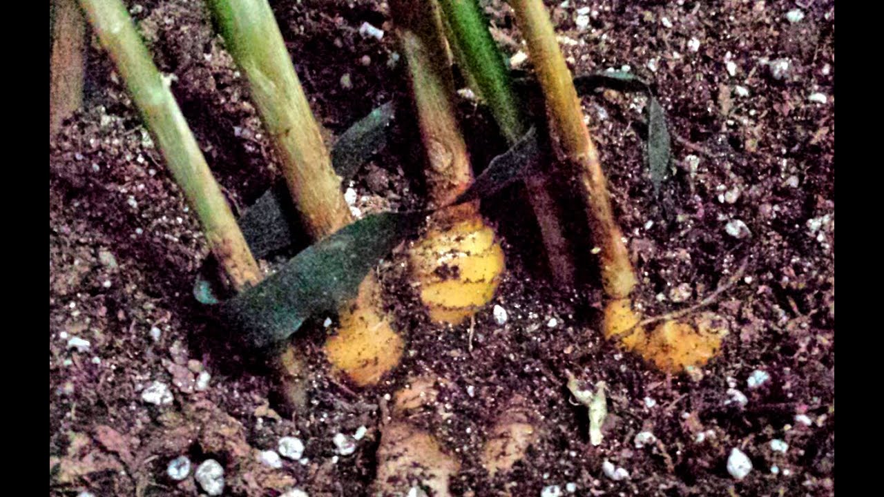 Growing Ginger in Containers  Update Small Harvest