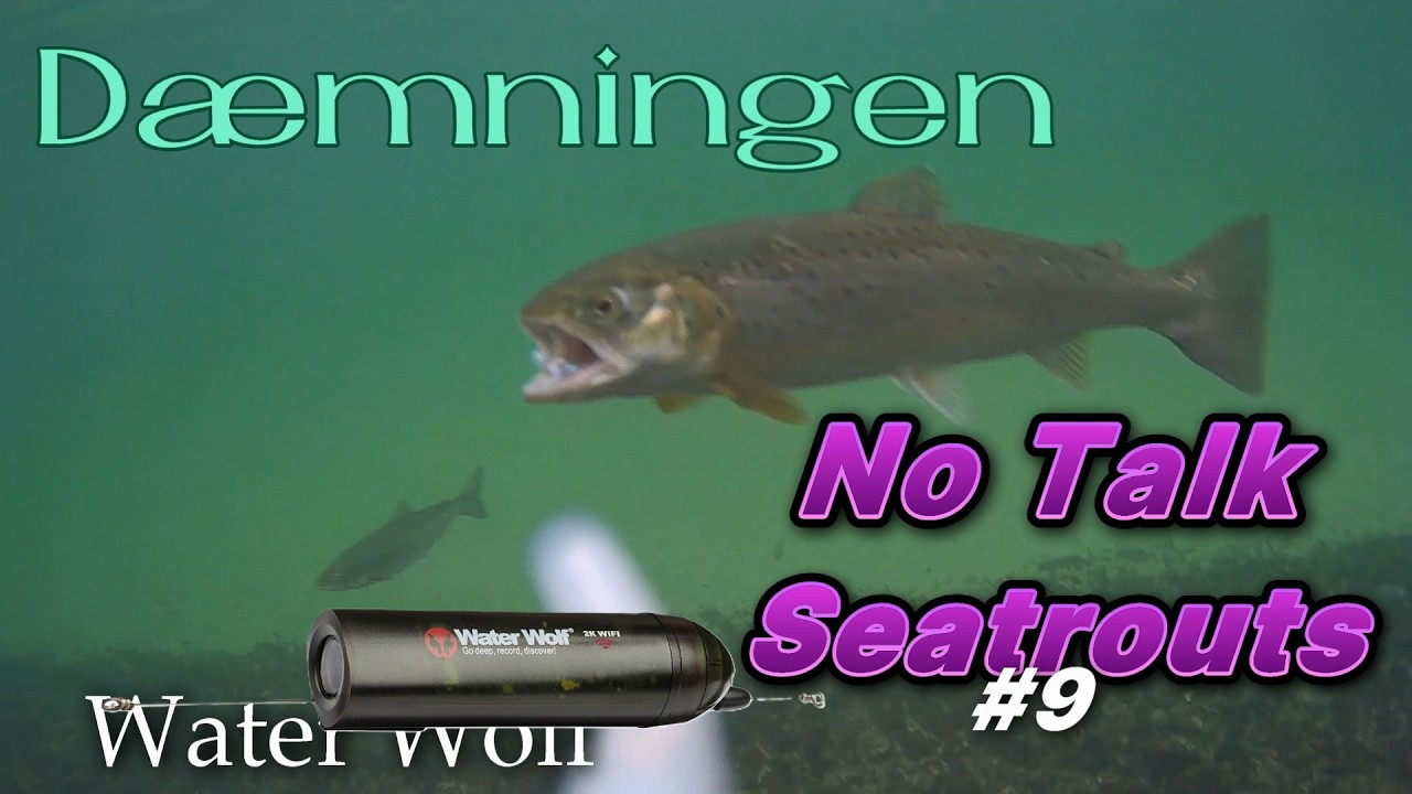 Havørreder. Waterwolf. Dæmningen. 5 December 2025, Kun WW optagelser