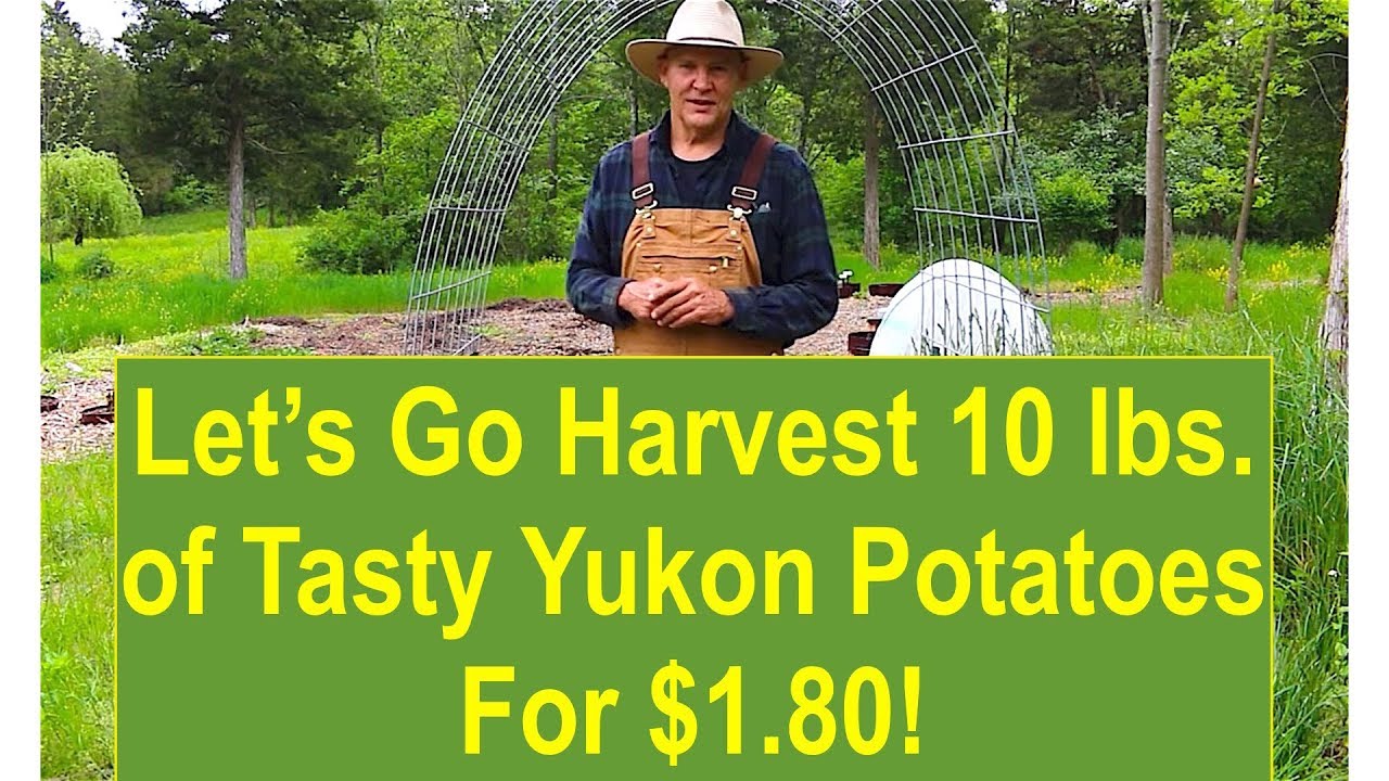 Let's Go Harvest 10 lbs. of Tasty Yukon Gold Potatoes for $1.80!