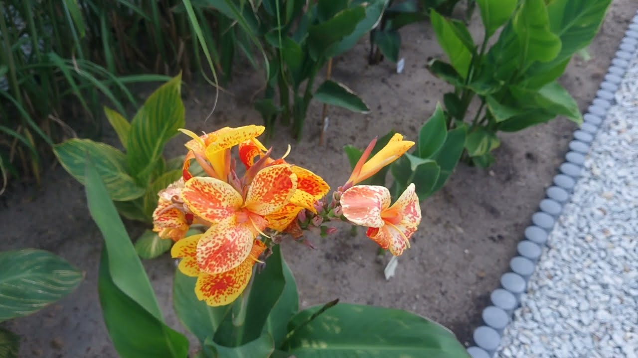 (82) Lipcowy spacer po ogrodzie cz. 1