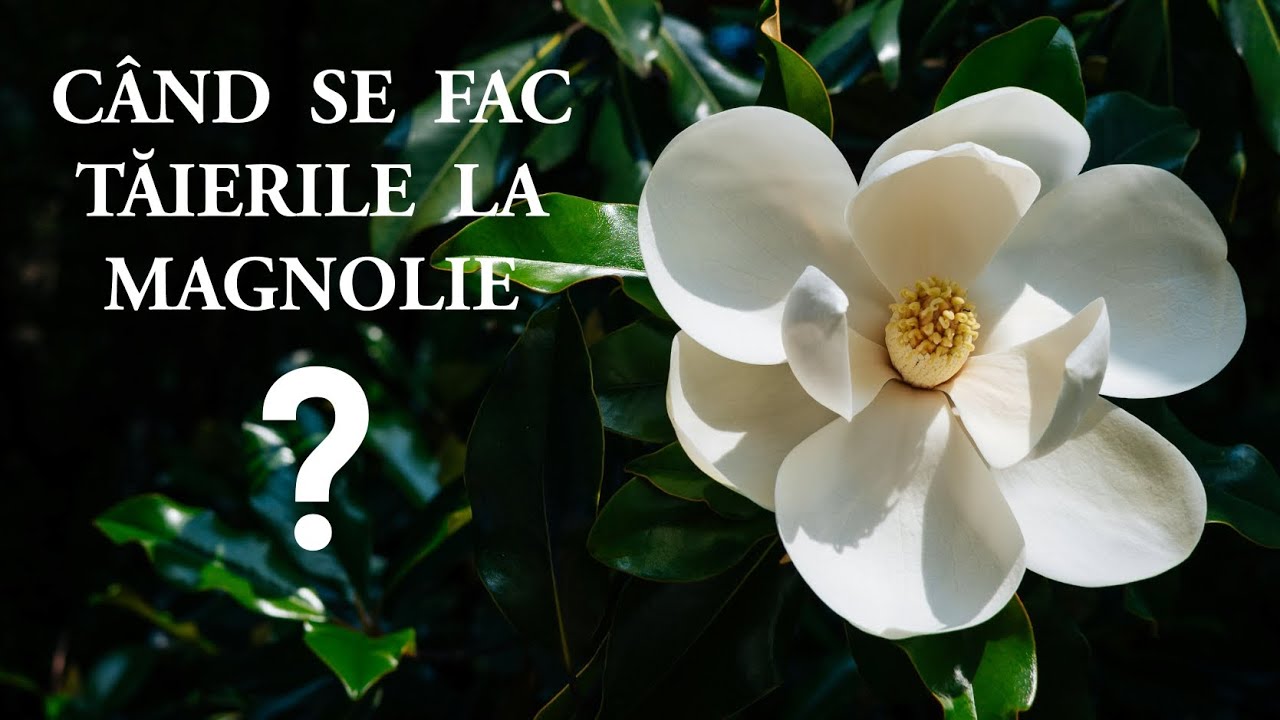 CAND Și CUM SE FAC TAIERILE LA MAGNOLIE ? MAGNOLIA GRANDIFLORA