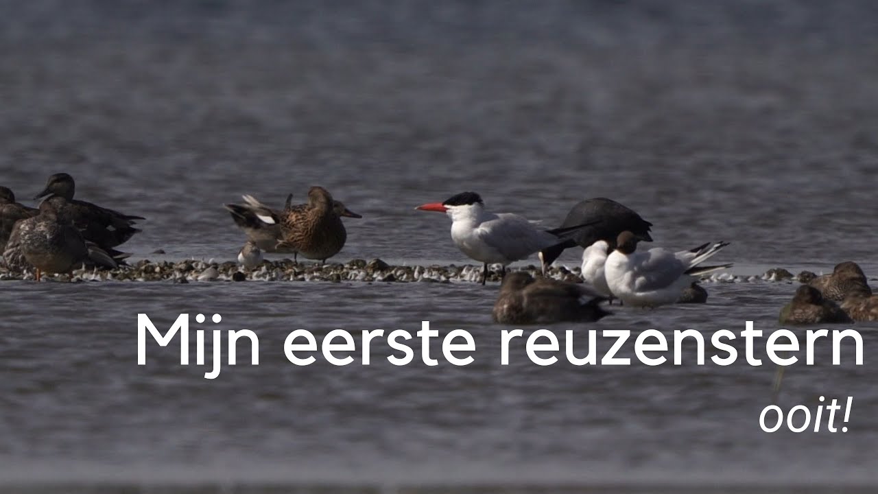 Mijn eerste reuzenstern ooit #1241