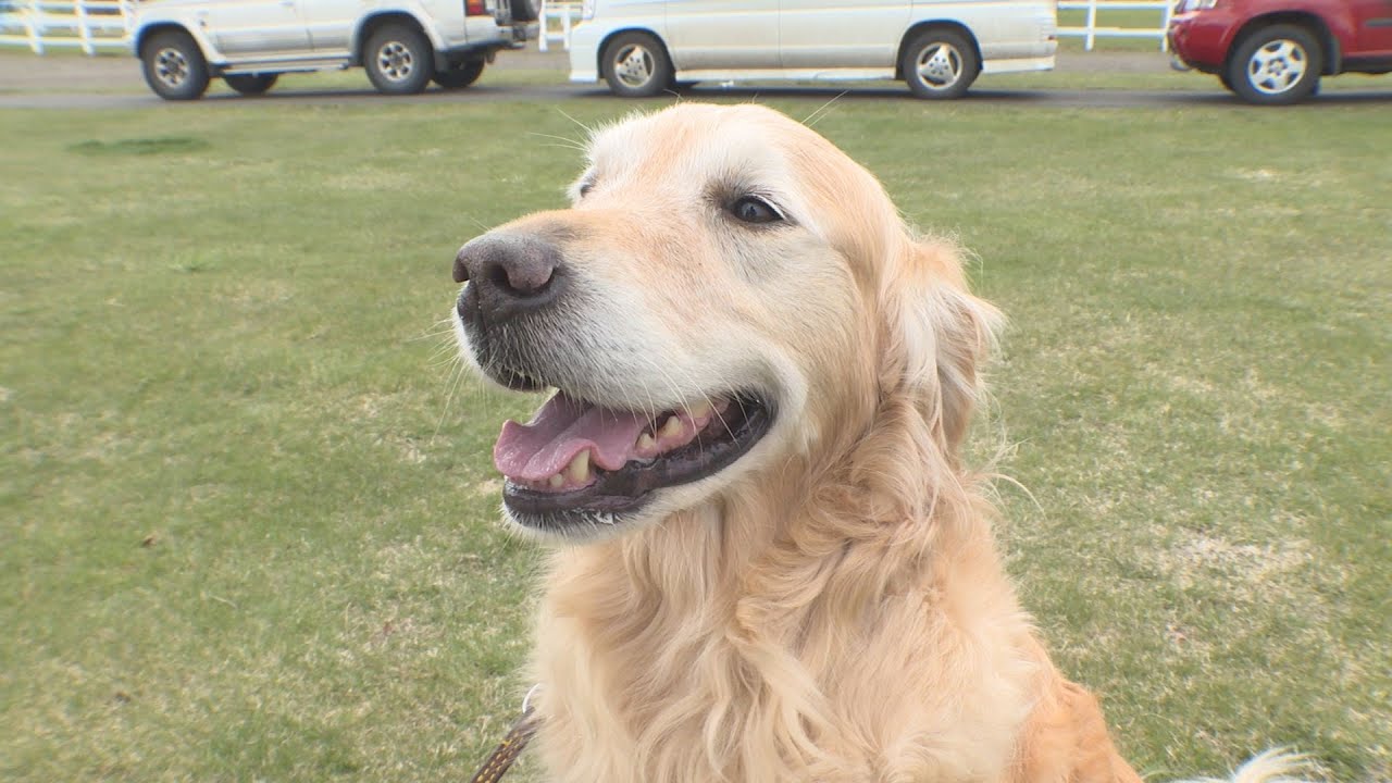 色々な芸をする犬