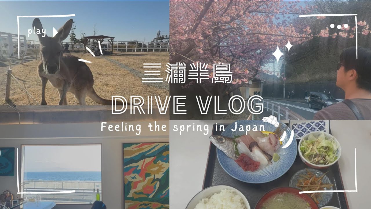 三浦海岸をドライブで巡る🌸｜春の伊吹を求めて｜📍小松ヶ池公園｜漁火亭｜BAYSIDE CAFE｜ソレイユの丘⛰