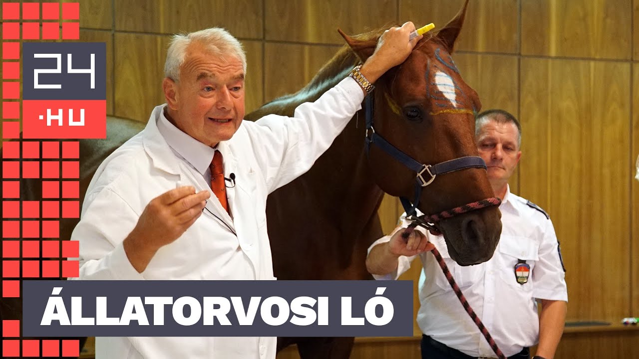 „Ha fehér köpenyt lát, akkor cukrot kér” – két ló indította a tanévet az egyetemi katedrán | 24.hu