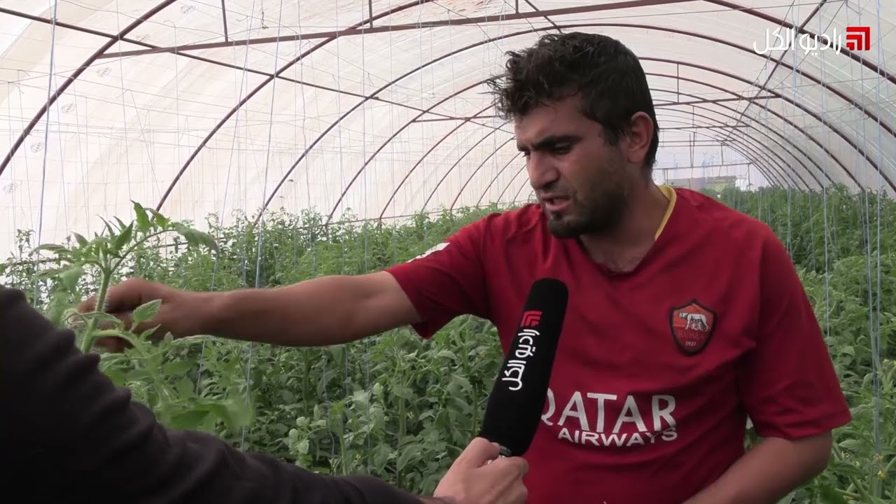 زراعة أول صنف من نوعه للبندورة ضمن بيوت بلاستيكية بريف إدلب