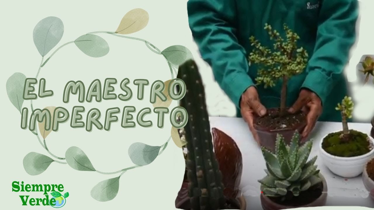 Tierra para el bonsai