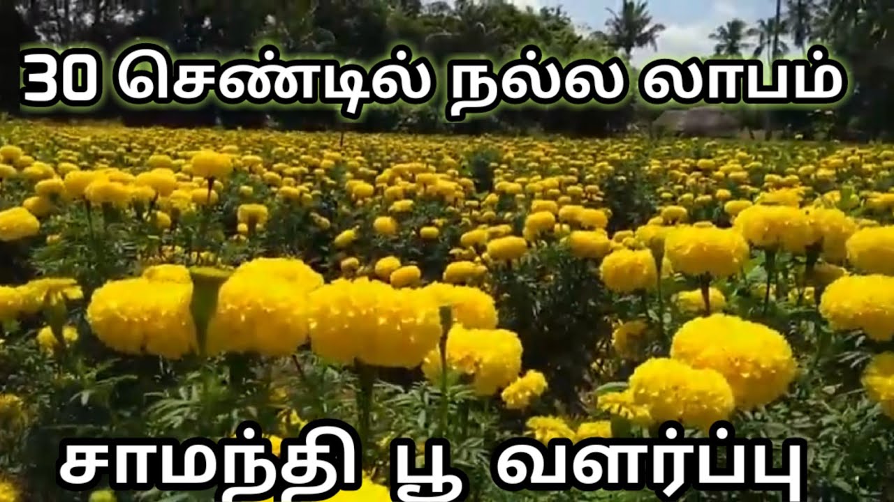 Saamanthi poo valarpu/9788545864 /சாமந்தி பூ வளர்ப்பு/Samanthi farming/Marrygold farming-JPTamilTv