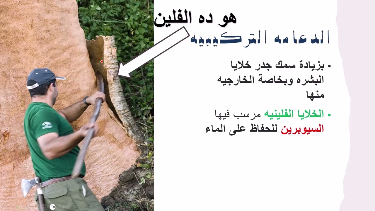 الدعامة التركيبية