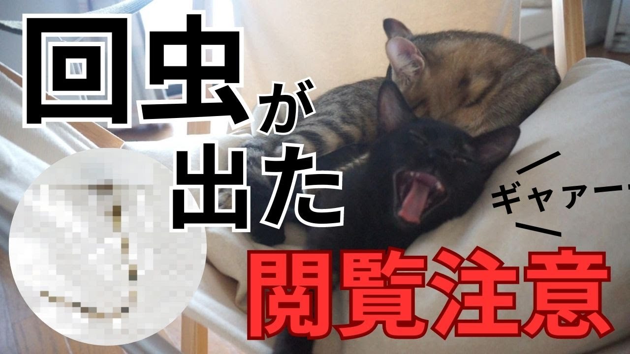 【閲覧注意】猫のうんちから回虫が出てきた！！【駆除費用・回虫後のトイレ掃除の仕方も紹介します。】