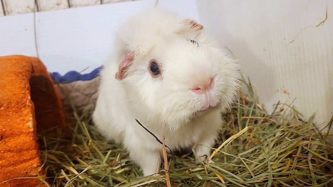 My Guinea Pigs!