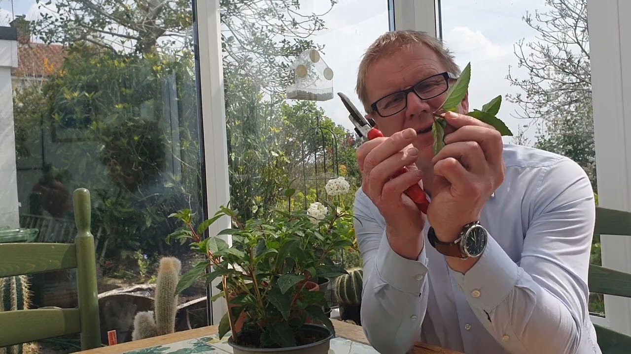 Taking softwood fuchsia cuttings