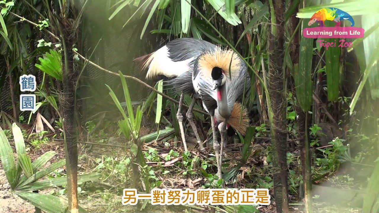 忍過施工不便期–灰頸冠鶴忙繁殖 Breeding of Grey Crowned Crane