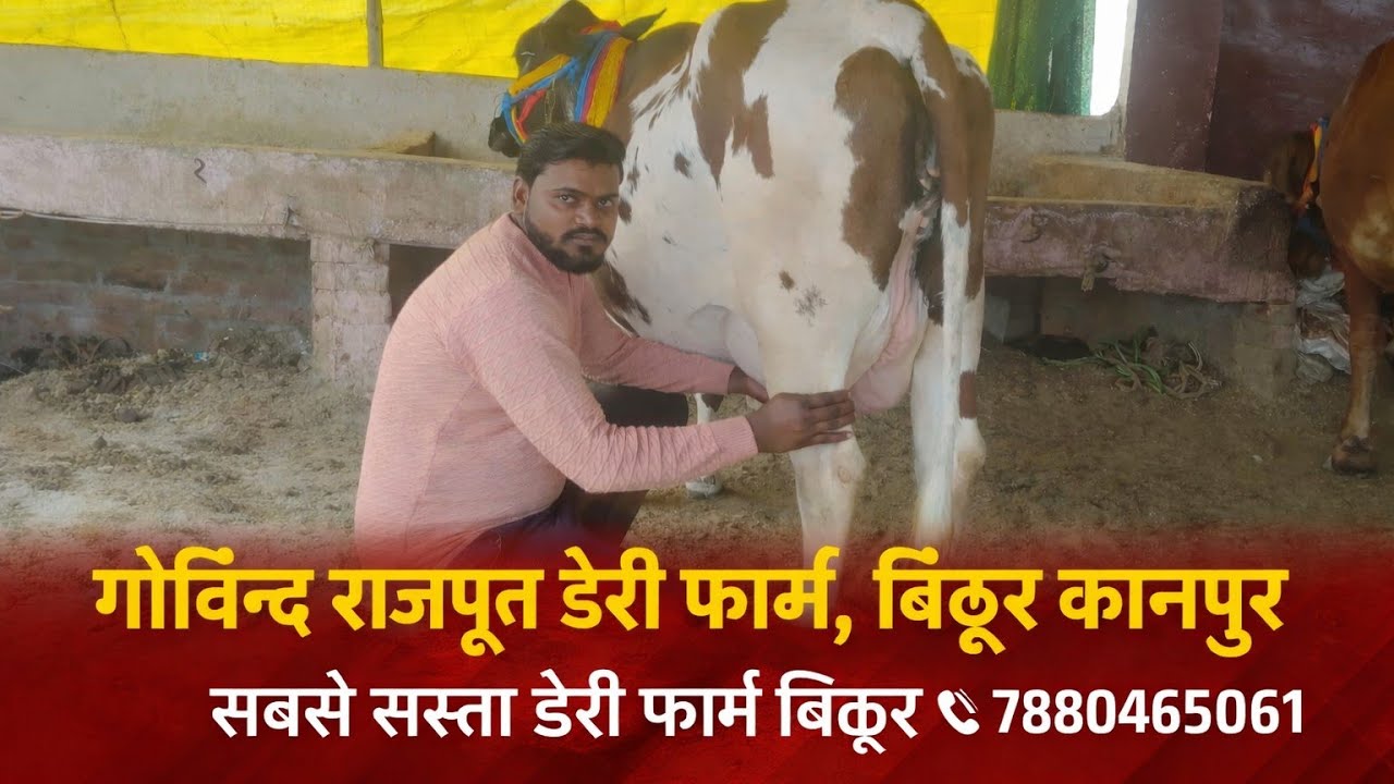 गोविन्द राजपूत डेरी फार्म बिठूर कानपुर #से खरीदे असली गाय एक से बाद के एक गाय लेने के लिए संपर्क करे