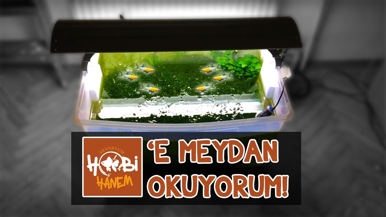 Lepistes Üretim Kutusu Son Durum | 1000'lerce Lepistes Yavrusu | Hobihanem'e Meydan Okuma!