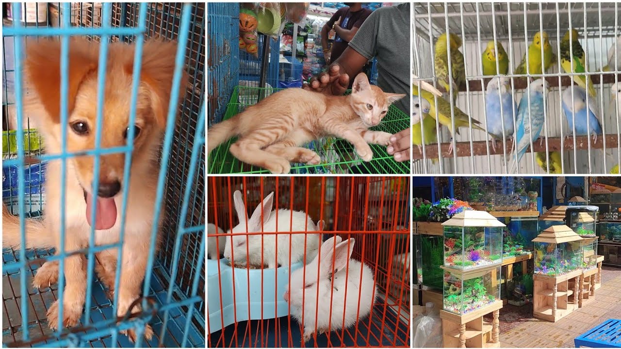 Dhaka Katabon Animal Market//Animal price//Blog