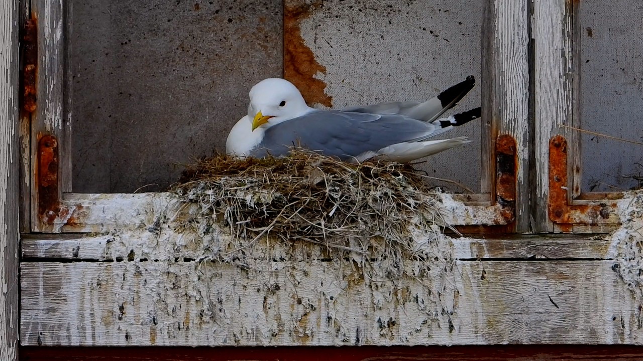 Black-legged kittiwake Krykkje Dreizehenmöwe Drieteenmeeuw Mouette tridactyle Mewa trójpalczasta