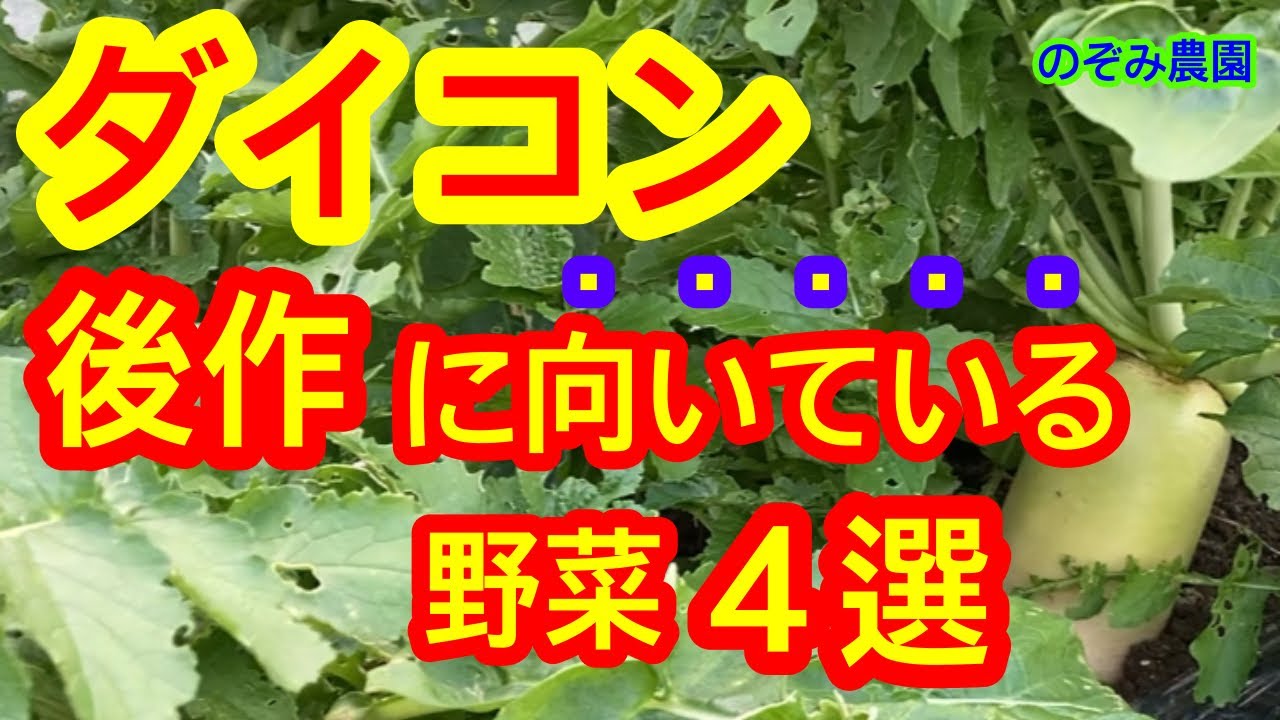【ダイコン】後作に向いている野菜を４つ（➕おまけ）を紹介します。成功しやすいですよ。