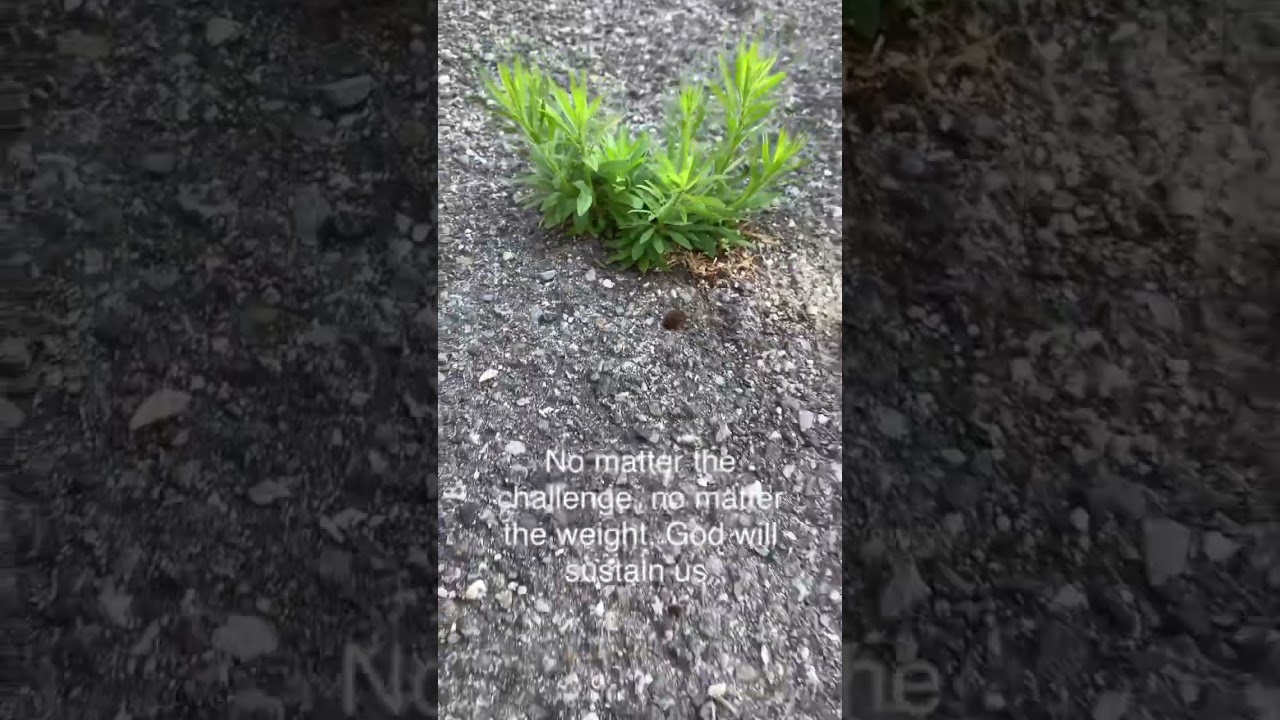 #asmr #bestrong #plant #survivor #Godisfaithful #Godprotects #Godprovides #dontworry