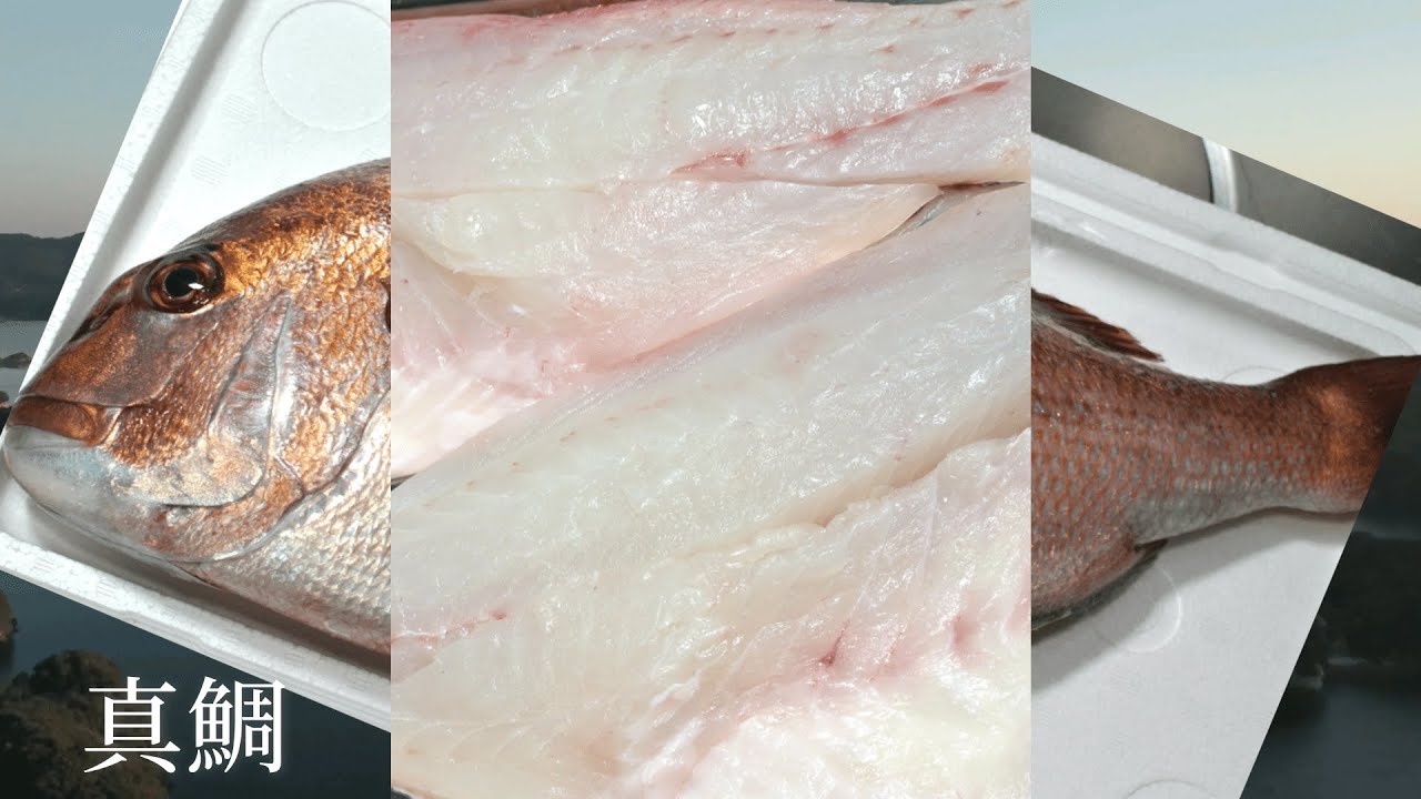 【魚のおろし方】真鯛の捌き方【３枚おろし】プロが教える基本の３枚おろし　真鯛づくしPart1