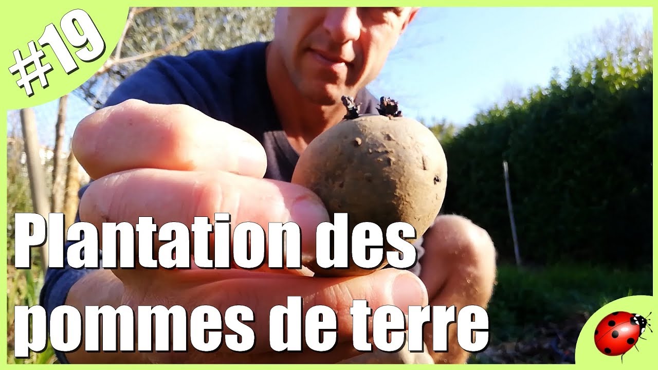 Plantation des pommes de terre