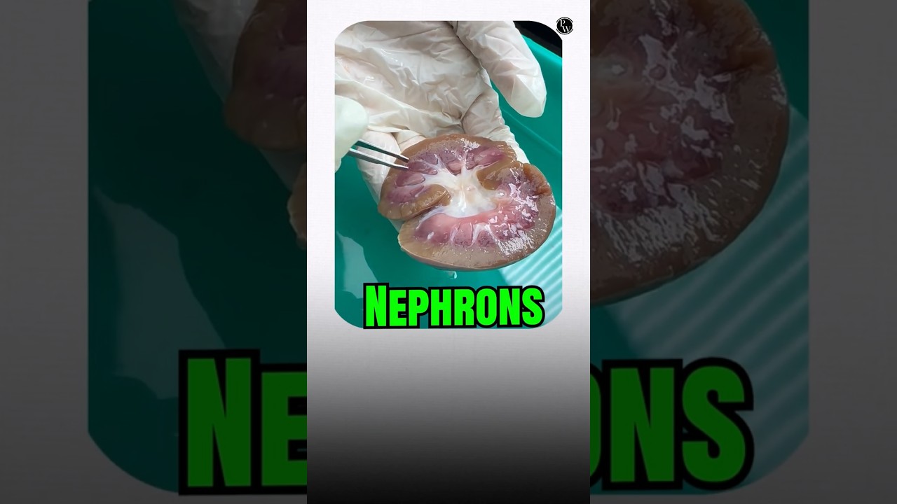 LS of Kidney Explained with Real Kidney 🔥 | TG 10th Biology 2027 | PW Telugu