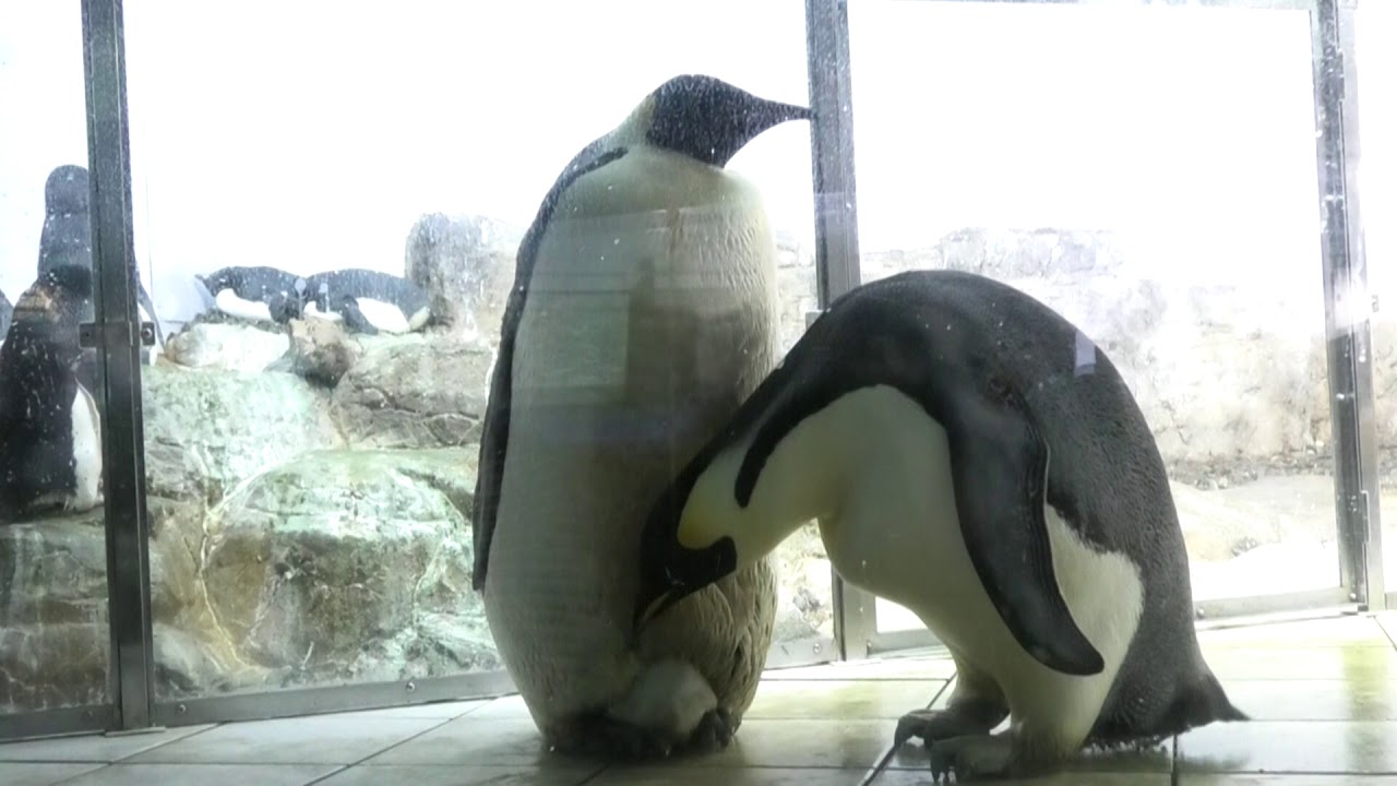皇帝ペンギンの赤ちゃん親元に帰る　あなた赤ちゃんは私が抱くからこっちに寄越して　”やだよ”