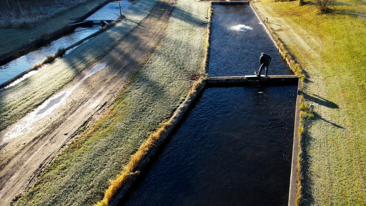 Mi Fresh Fish - Aquaculture