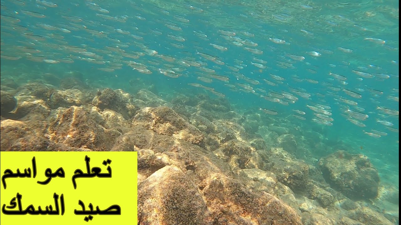 مواسم صيد السمك في لبنان ومعلومات مفيدة لكل صياد