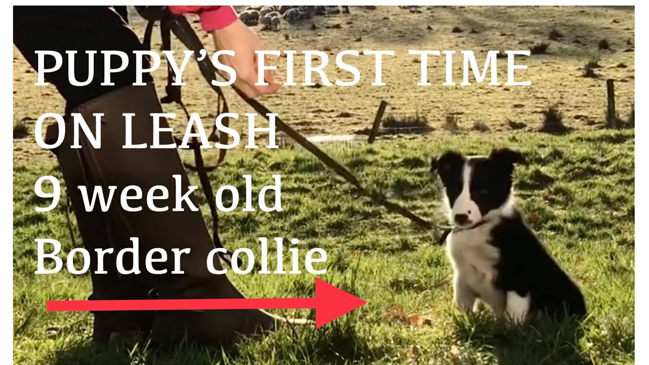 How to LEASH TRAINING your new 9 week old border collie puppy border collies are easy to train