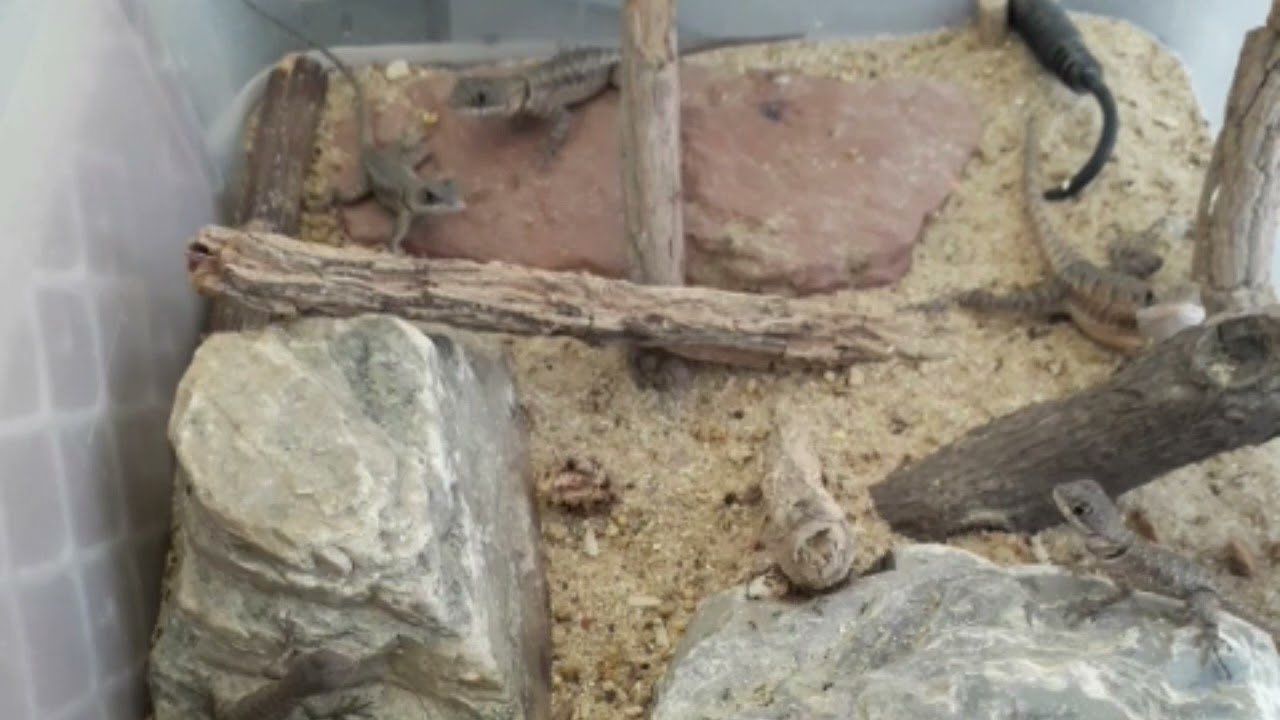 Alimentação dos calangos tropidurus hispidus com formigas lava pés,início do dia.