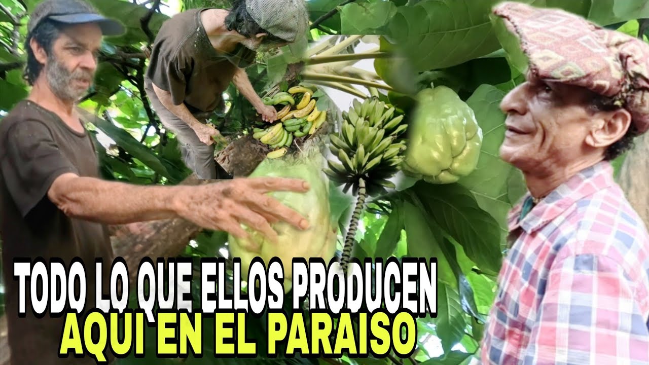 Don NEGRO y PAPO  Y TODO lo que ELLOS tienen en su FINCA|CAMPO FRUTOS Y  VEJECTACIÒN.